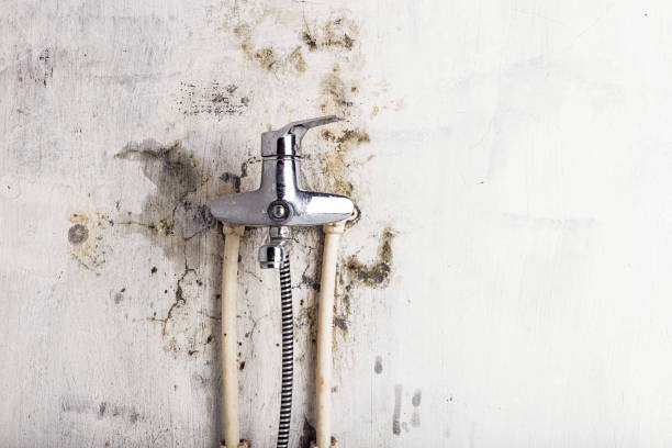 Best Affordable Mold Removal  in Mount Gilead, NC