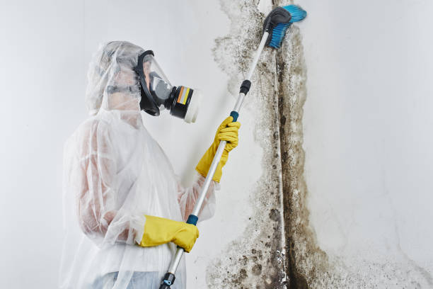 Best Mold Removal Company Near Me  in Mount Gilead, NC