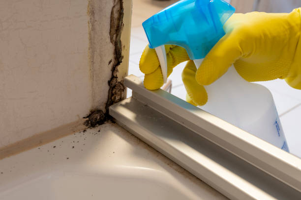  Mount Gilead, NC Mold Removal Pros