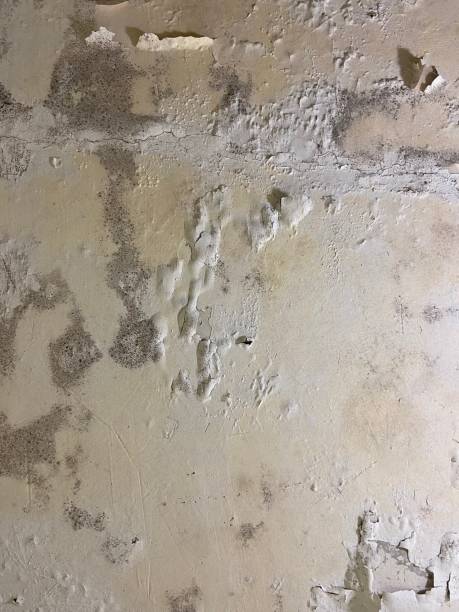 Best Mold Removal Near Me  in Mount Gilead, NC