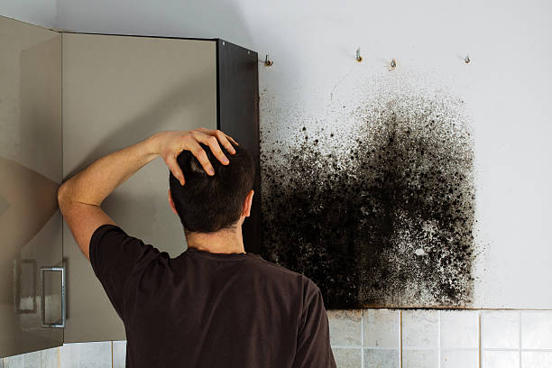 Best Mold Remediation  in Mount Gilead, NC