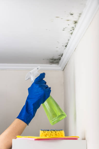 Best Residential Mold Removal  in Mount Gilead, NC